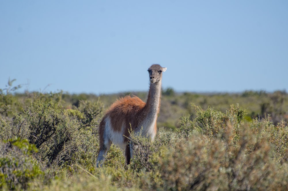an ostrich standing in a field of brush