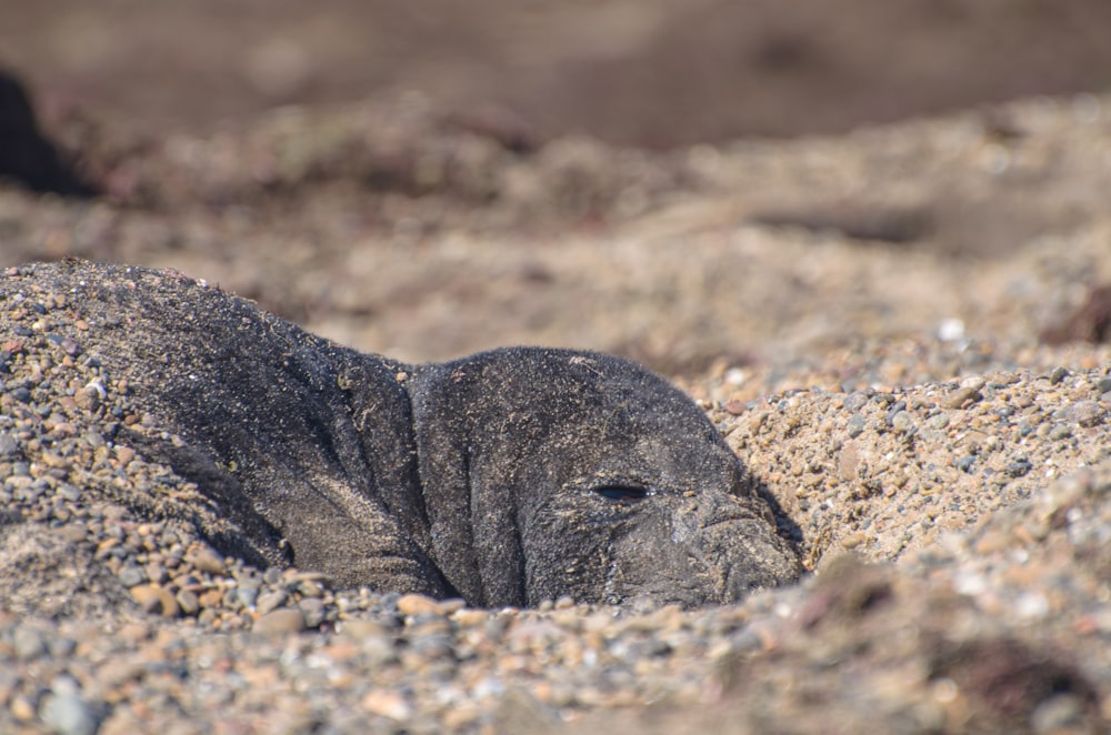 a baby elephant laying on top of a sandy beach