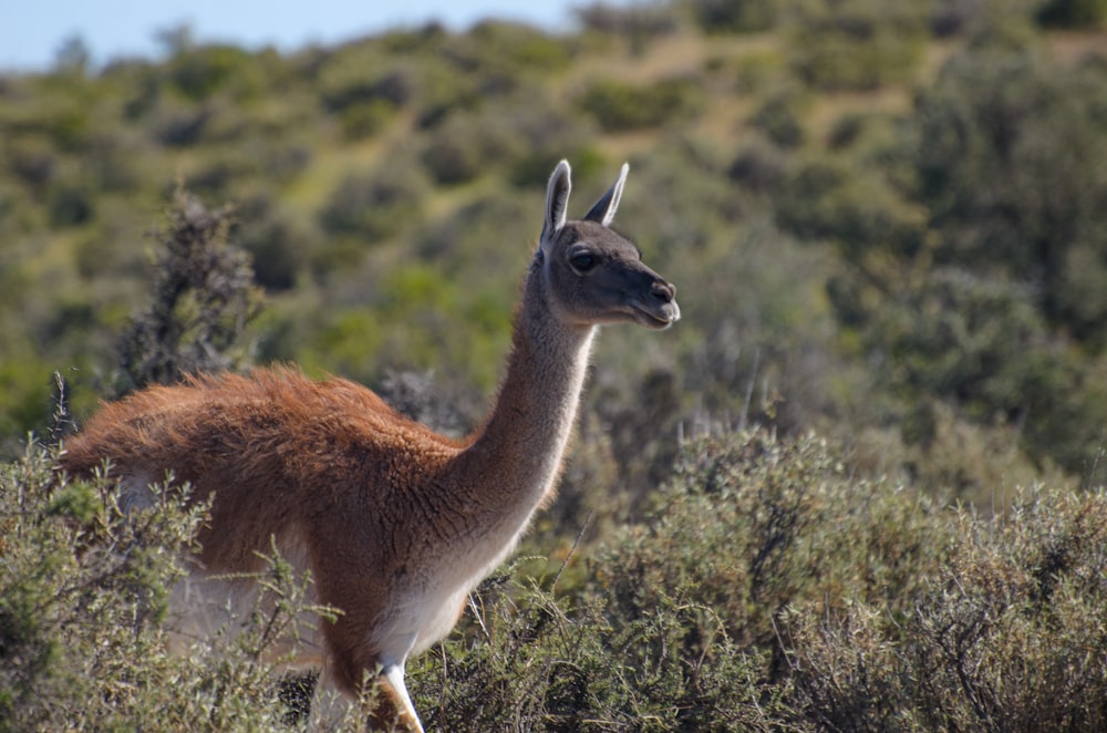 an animal that is standing in the grass