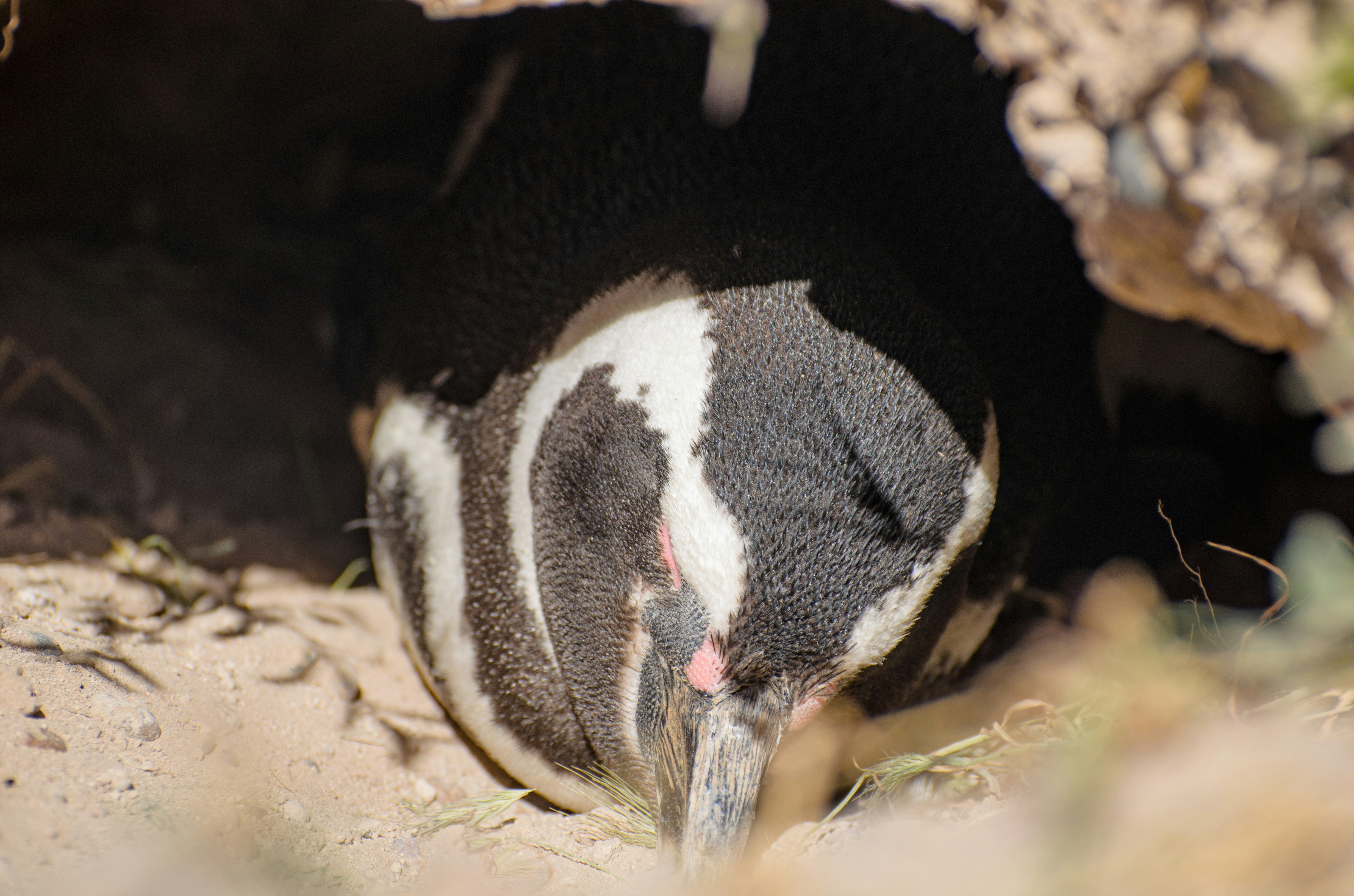 Innovative Penguin Architecture (image credits: unsplash)