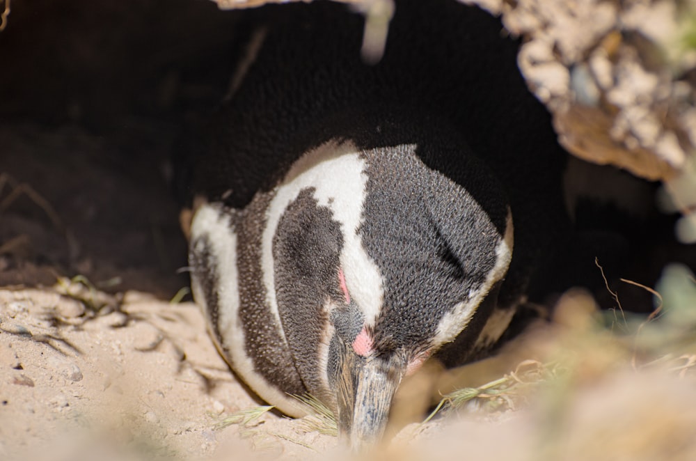 a small bird with black and white feathers is in a cave