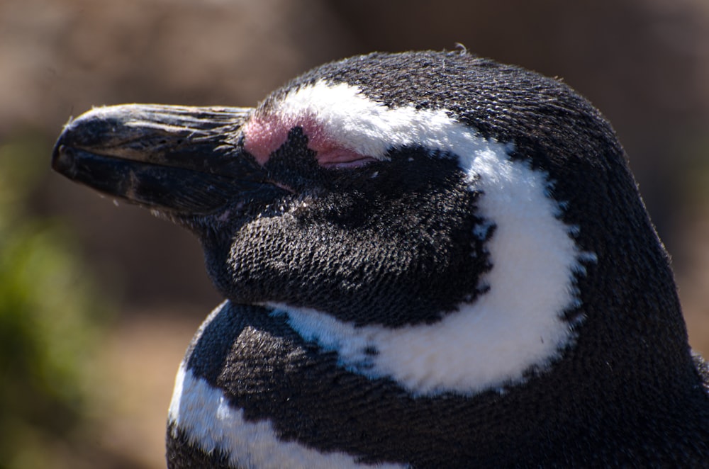 a close up of a black and white penguin