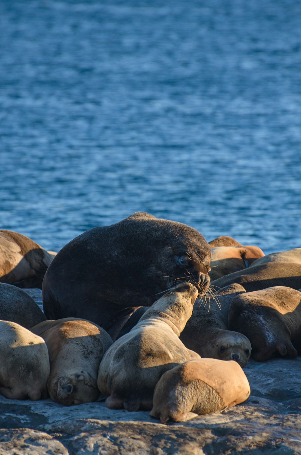 a group of sea lions laying on the beach