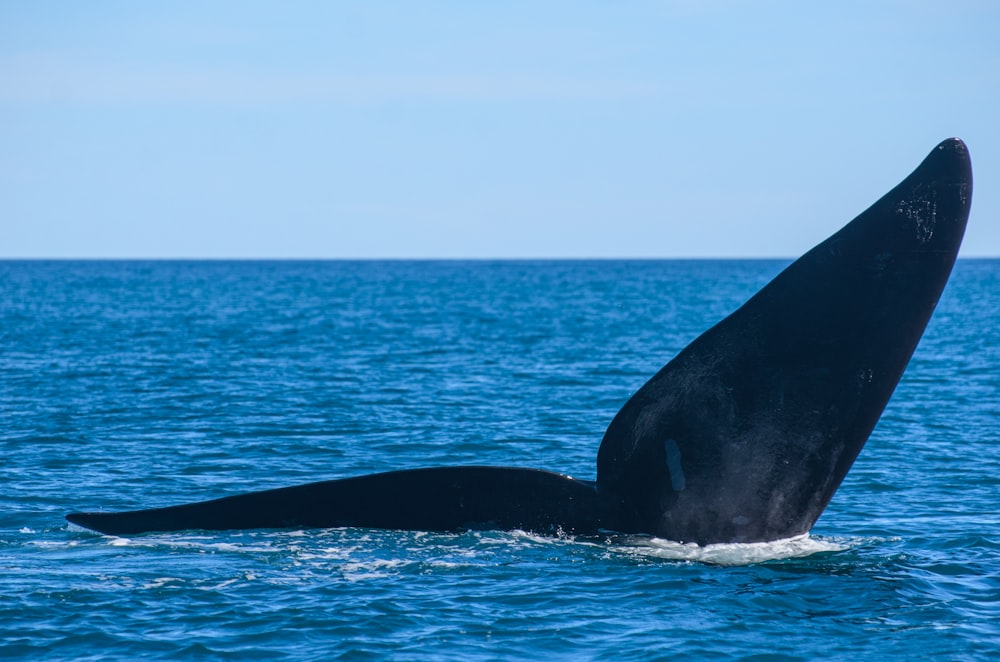 a whale tail sticking out of the water