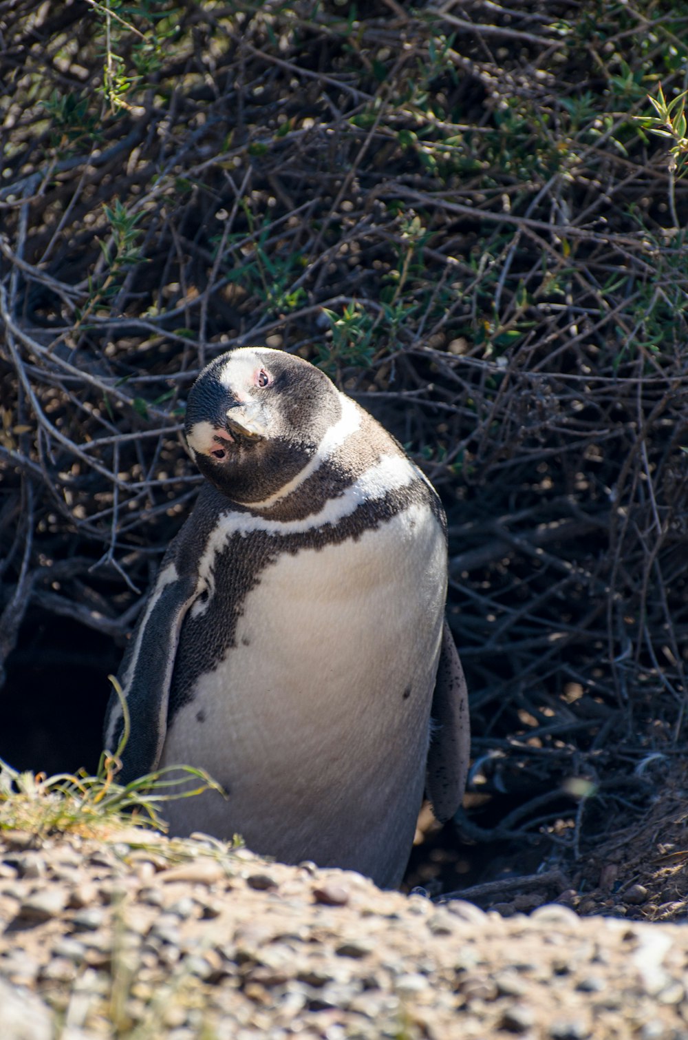 a penguin sitting on the ground next to a bush