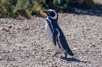 A penguin stands on a pebbly surface, facing to the right. The background consists of blurred green foliage. The penguin's distinctive black and white plumage is clearly visible against the muted colors of the ground.