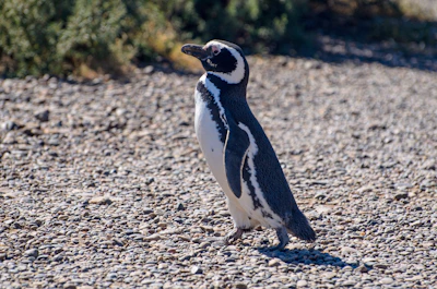 A penguin stands on a pebbly surface, facing to the right. The background consists of blurred green foliage. The penguin's distinctive black and white plumage is clearly visible against the muted colors of the ground.