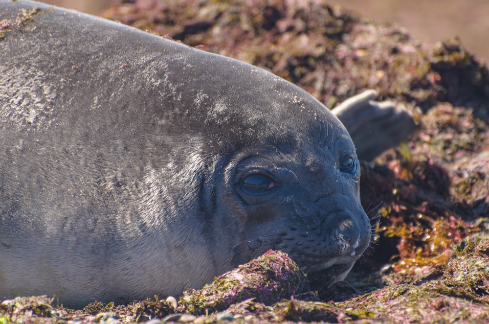 a gray seal laying on top of a pile of seaweed