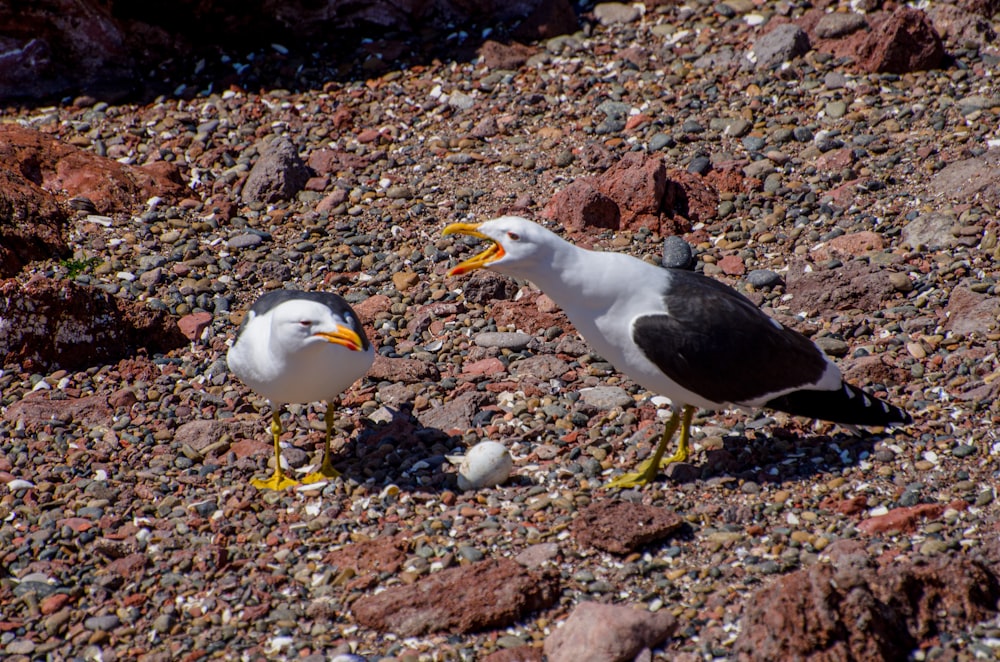 a couple of birds standing on top of a rocky beach