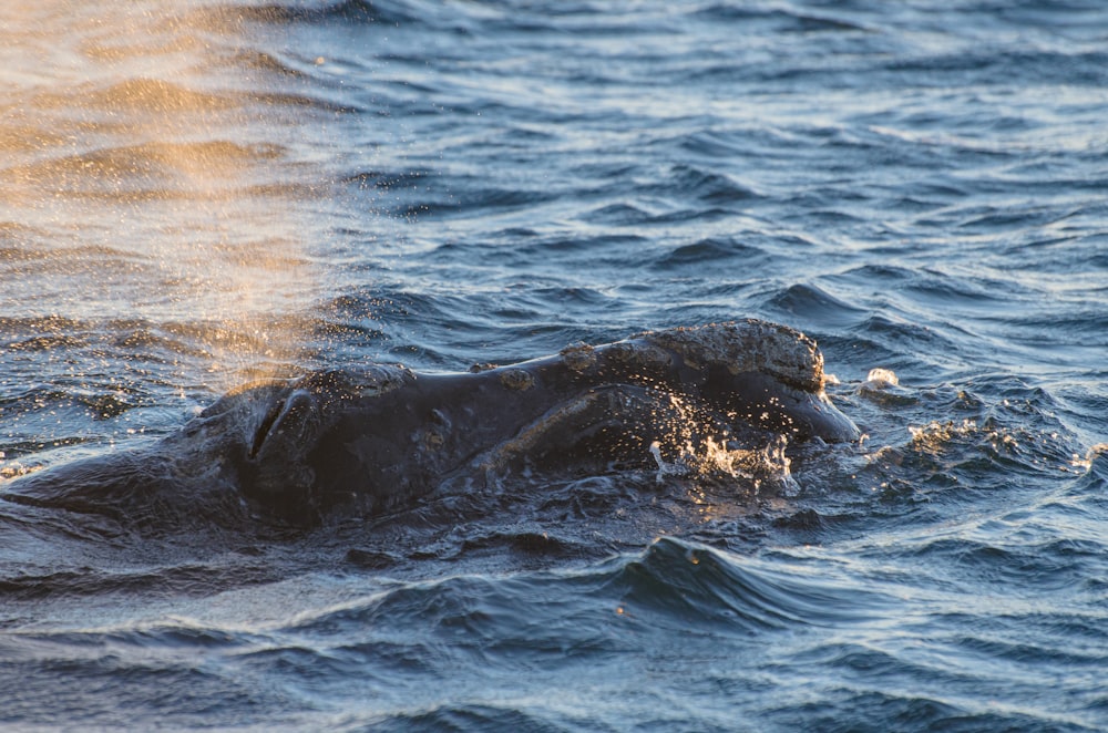 a large animal swimming in a body of water