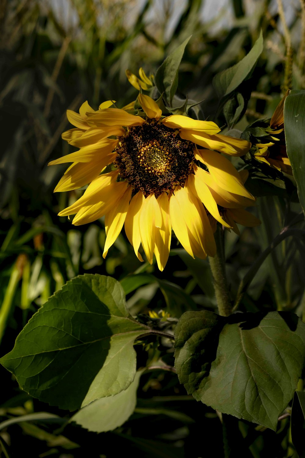 a sunflower in a field of green leaves