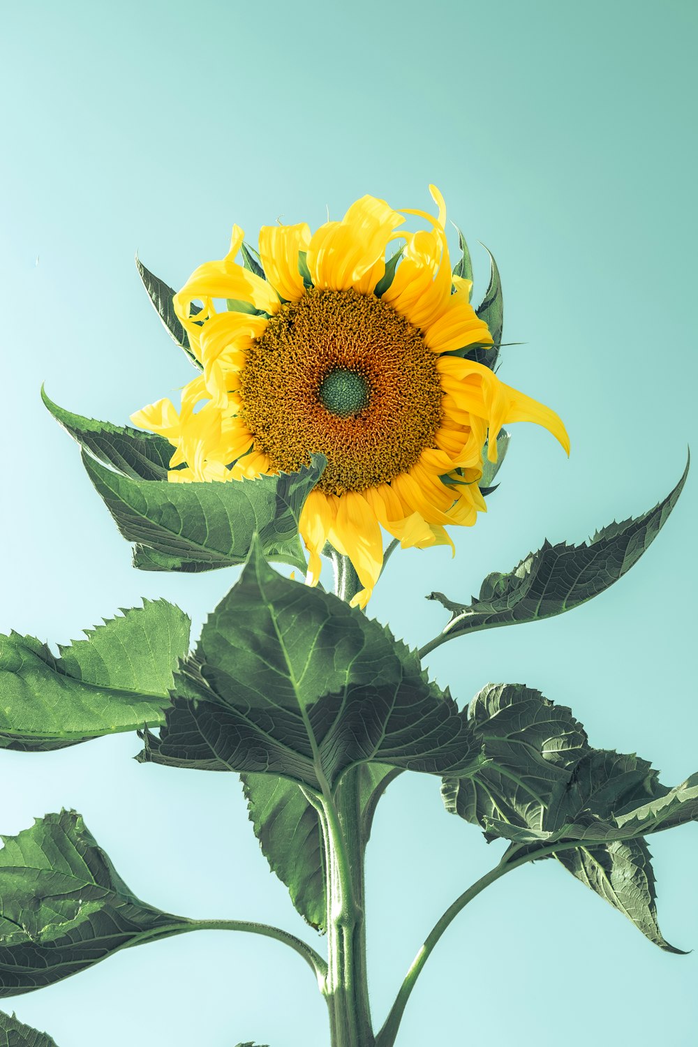 a sunflower with a blue sky in the background