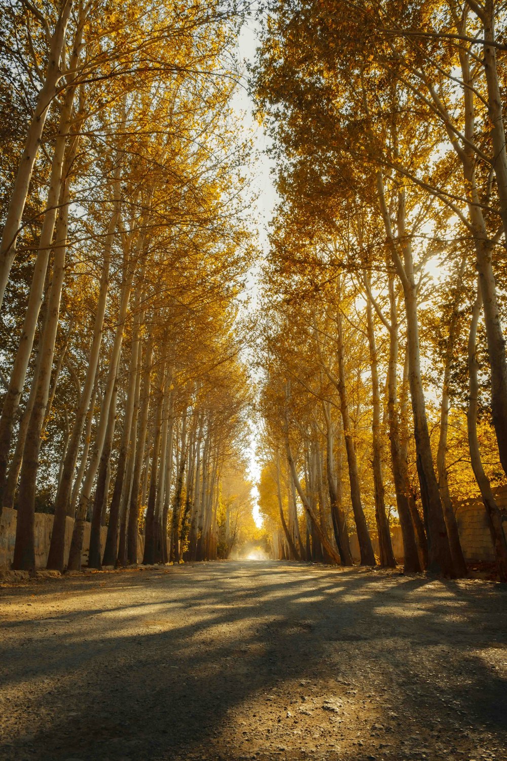 a dirt road surrounded by trees with yellow leaves