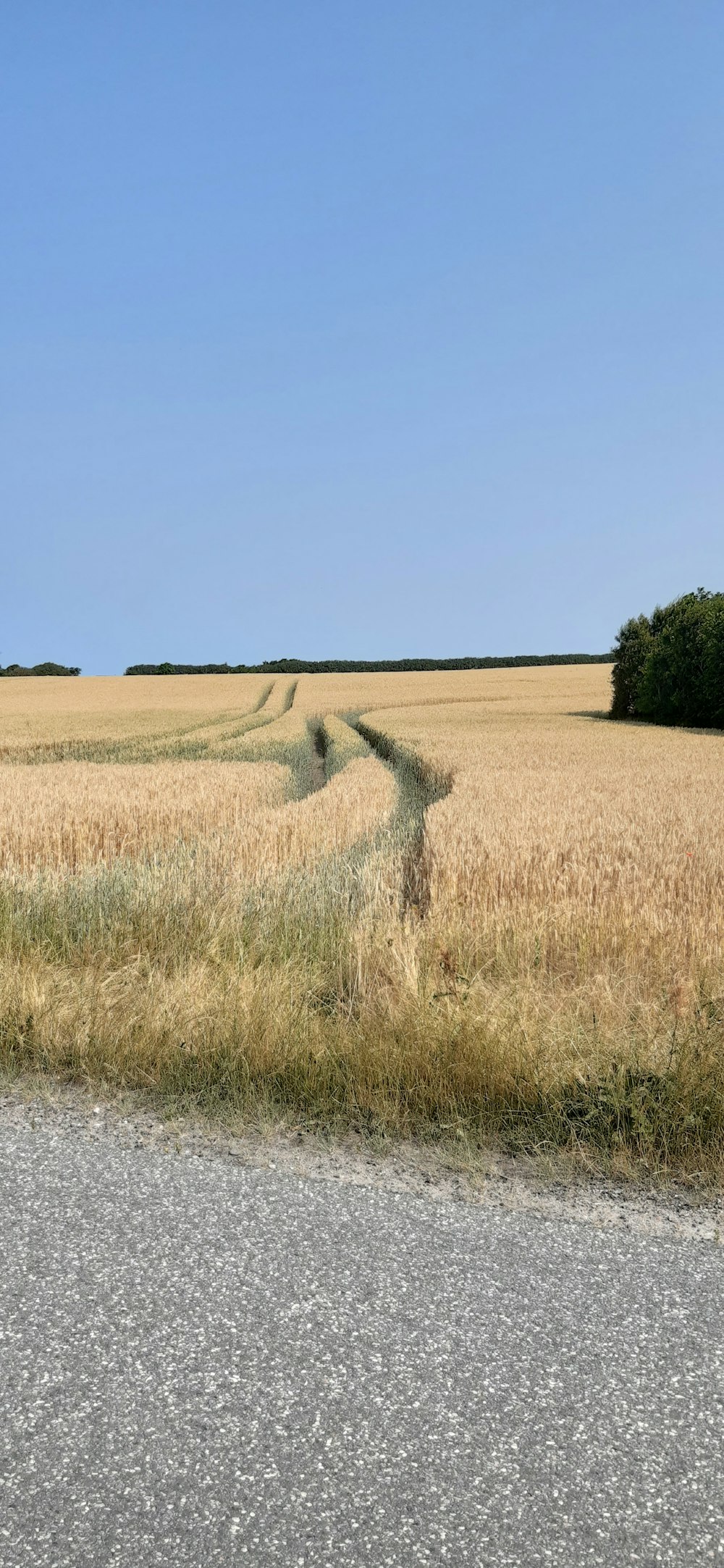 a road in a wheat field with a blue sky in the background
