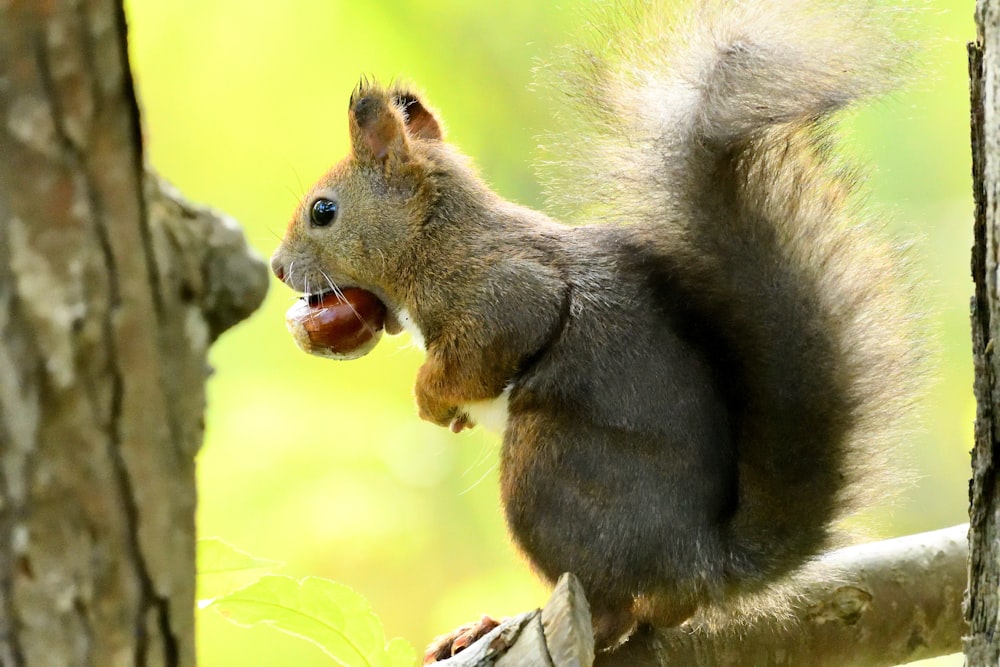 a squirrel sitting on a tree branch eating an acorn