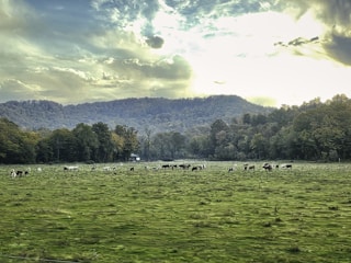 A scenic view of the cattle farm in Botucatu, showcasing lush green fields and healthy cattle.