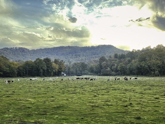 A scenic view of the cattle farm in Botucatu, showcasing lush green fields and healthy cattle.