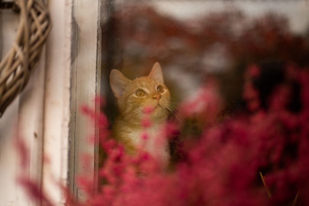 a yellow cat looking out of a window