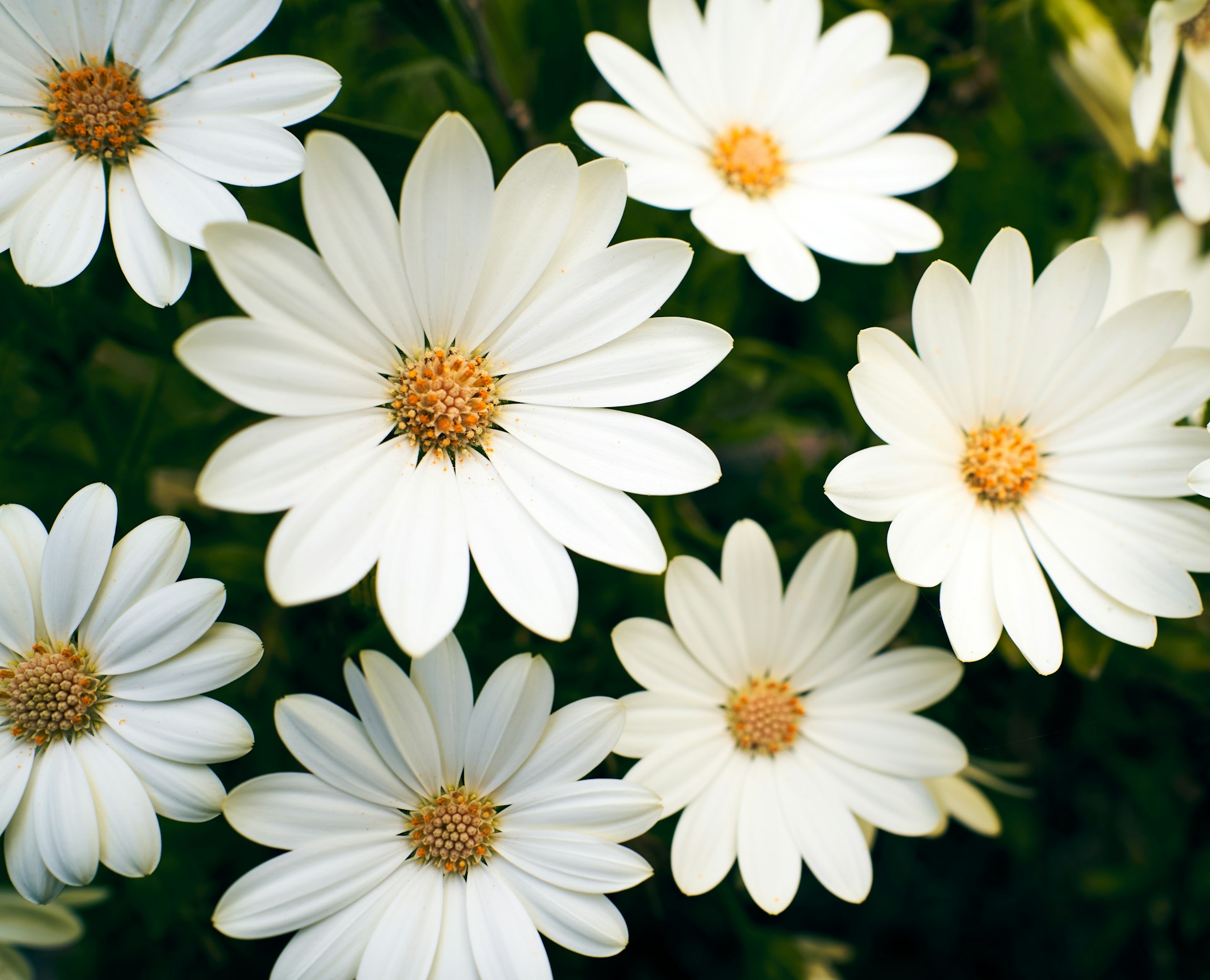 a bunch of white flowers with yellow centers