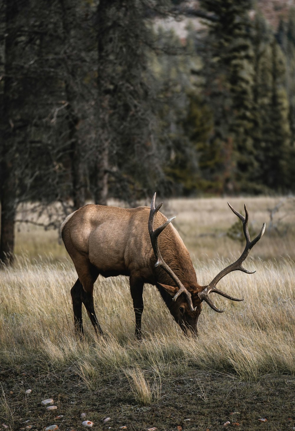 an elk grazing in a field with trees in the background