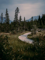 A scenic trail winding through tall trees just steps from the lodge.