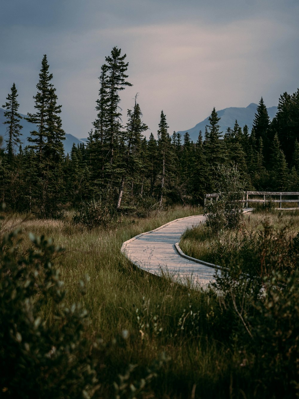 a winding road in the middle of a forest