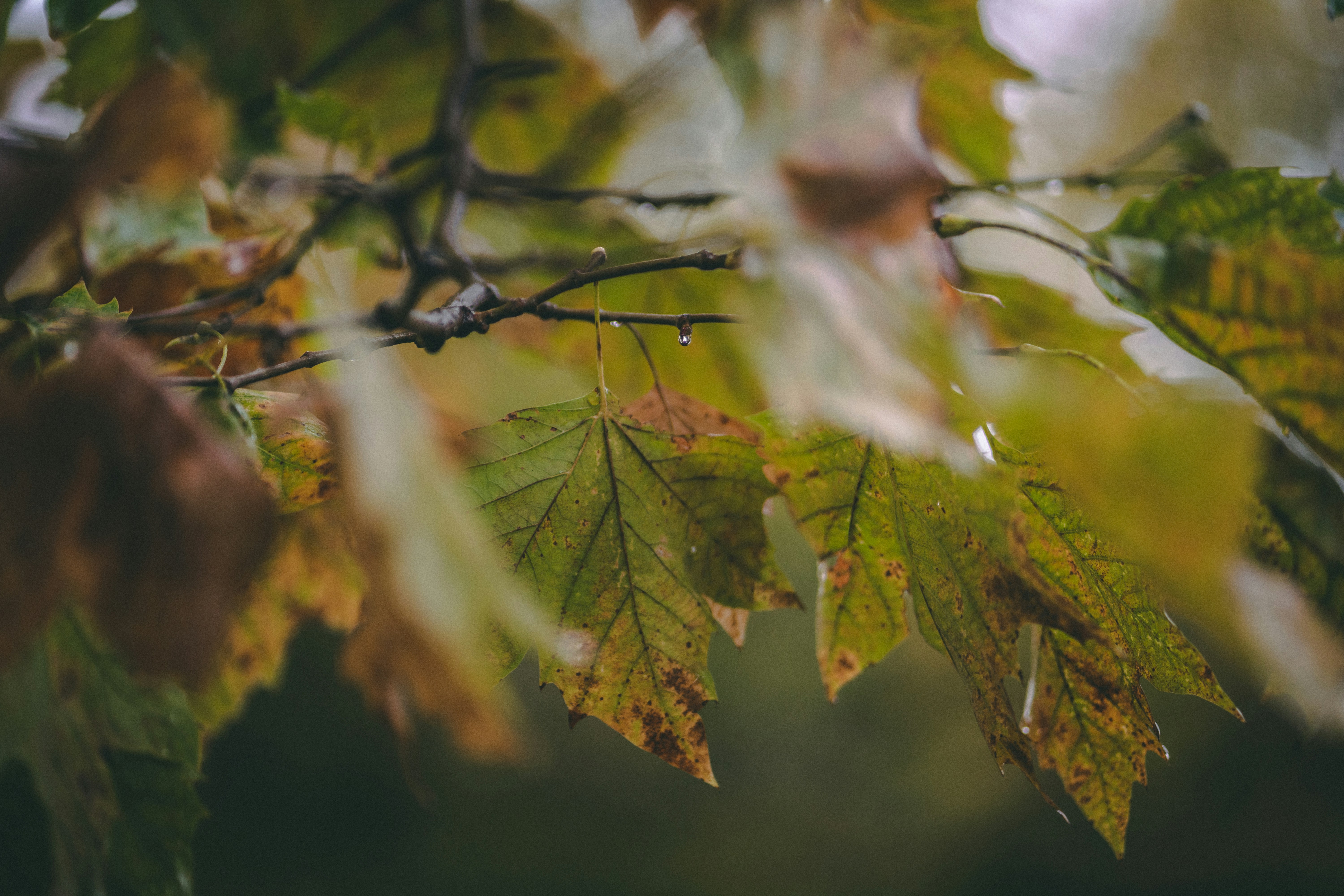 Photo by kalaniparker