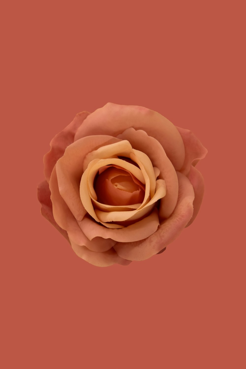 a single flower on a pink background