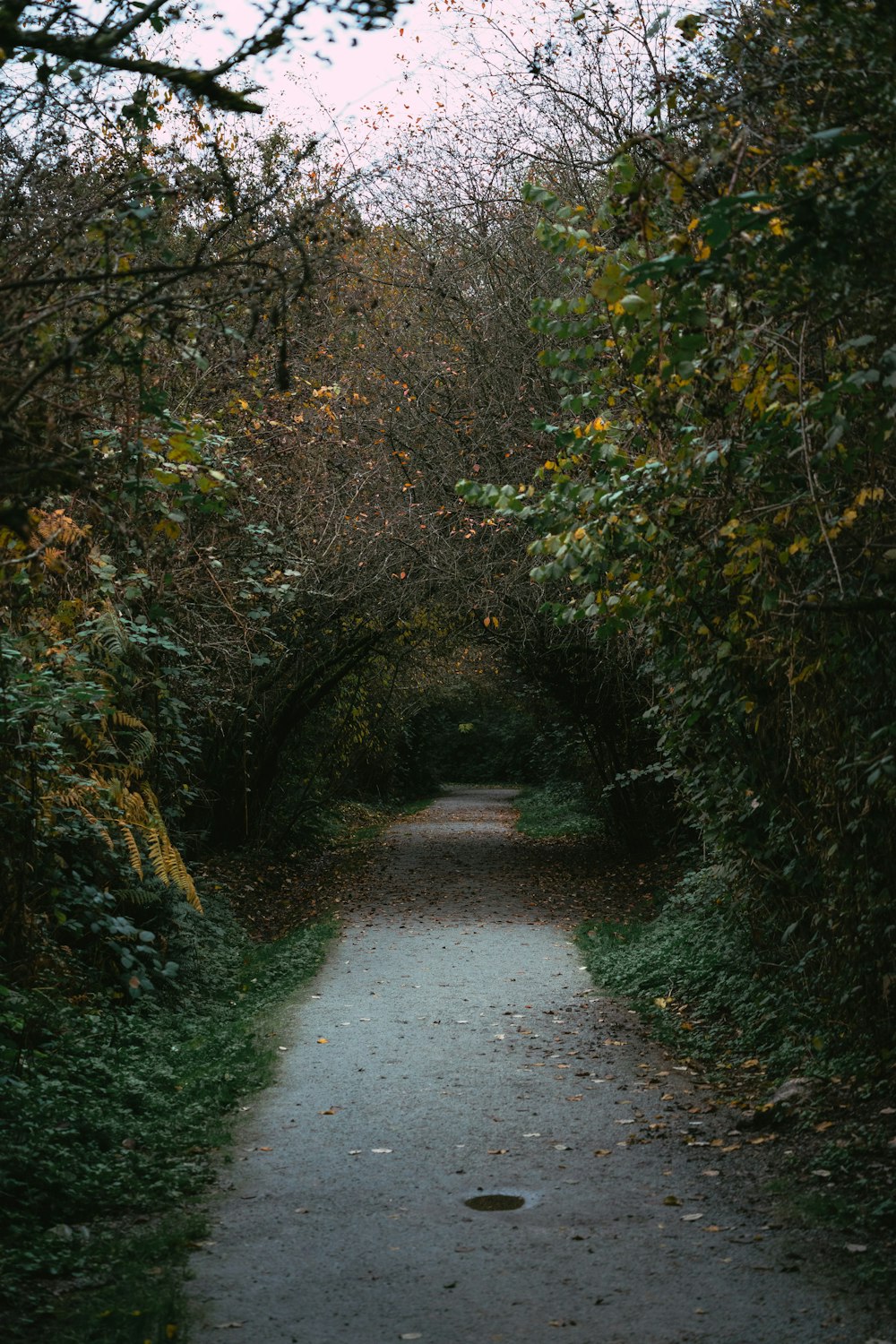 a path in the middle of a wooded area