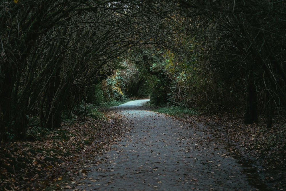 a road that is surrounded by trees and leaves