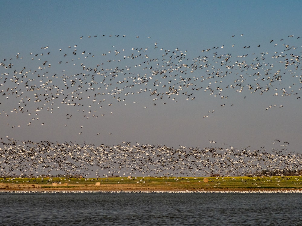 a flock of birds flying over a body of water