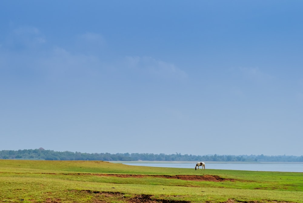 a couple of horses standing on top of a lush green field