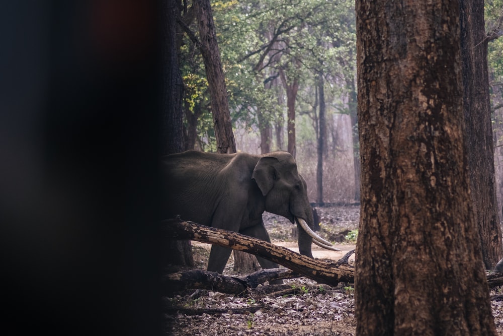 an elephant walking through a forest with trees