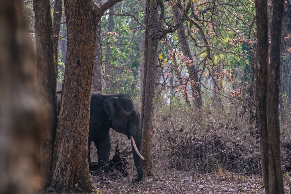 an elephant standing in the middle of a forest