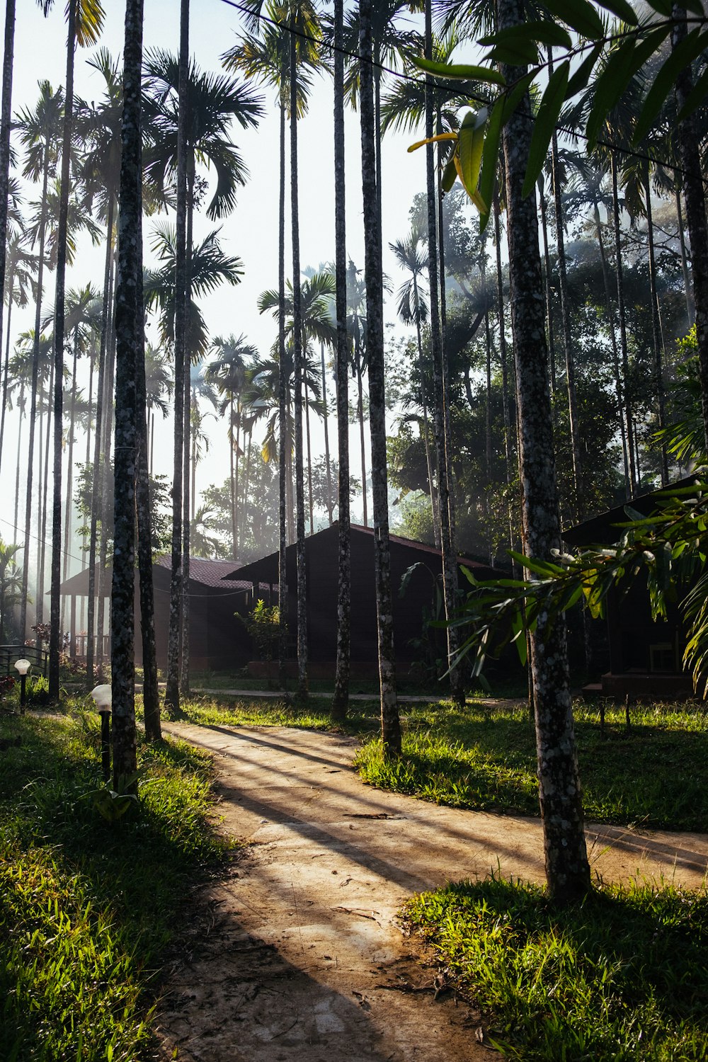 a dirt road surrounded by palm trees on a sunny day