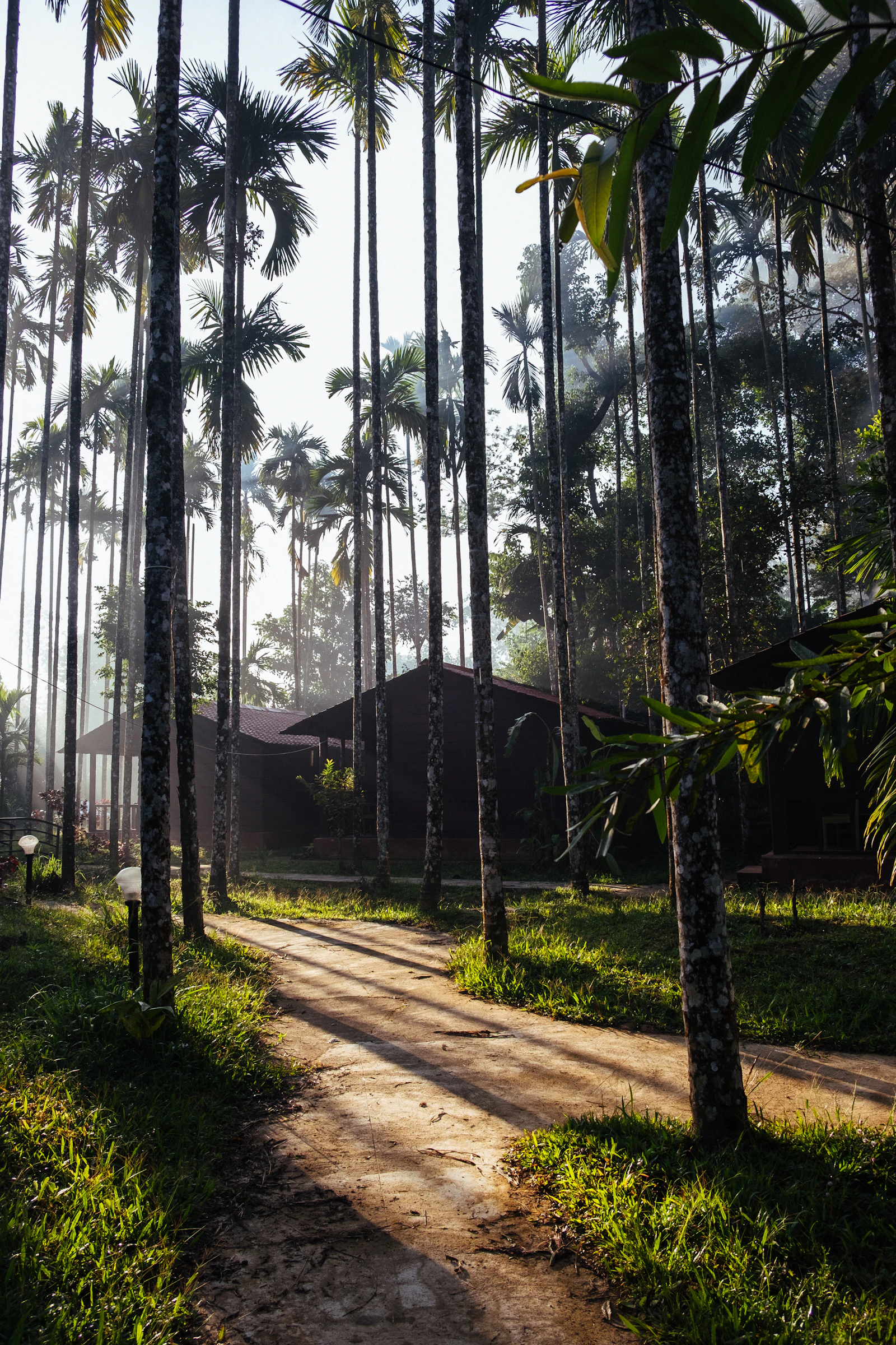 An estate road between palms on a sunny day