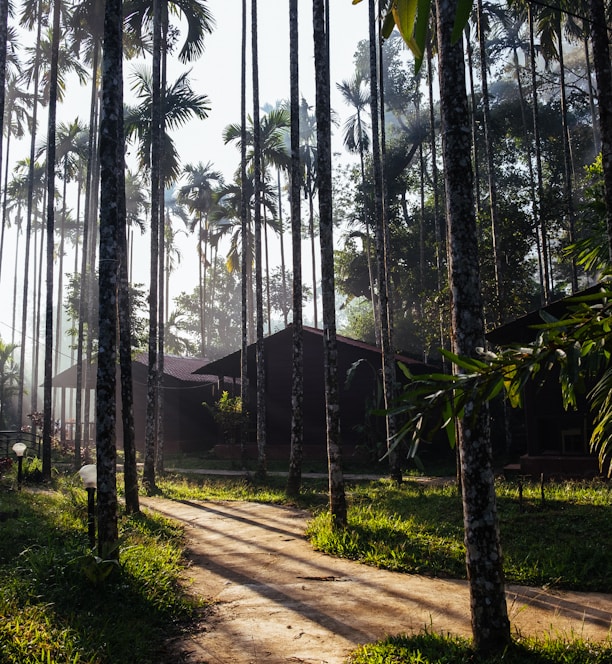 a dirt road surrounded by palm trees on a sunny day