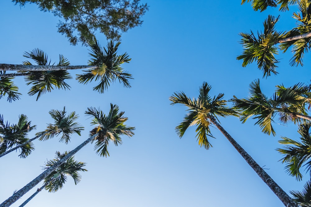 a group of palm trees with a blue sky in the background