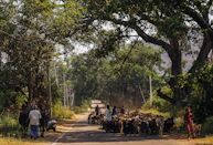 a herd of cattle walking down a road next to a forest
