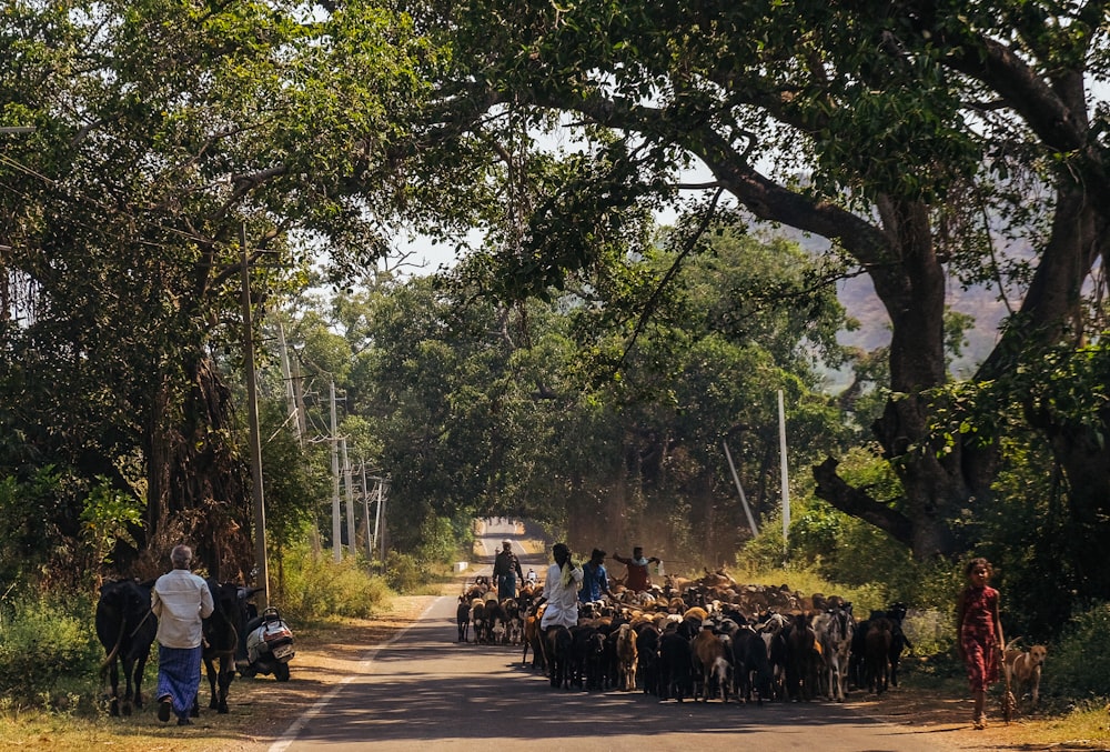 a herd of cattle walking down a road next to a forest