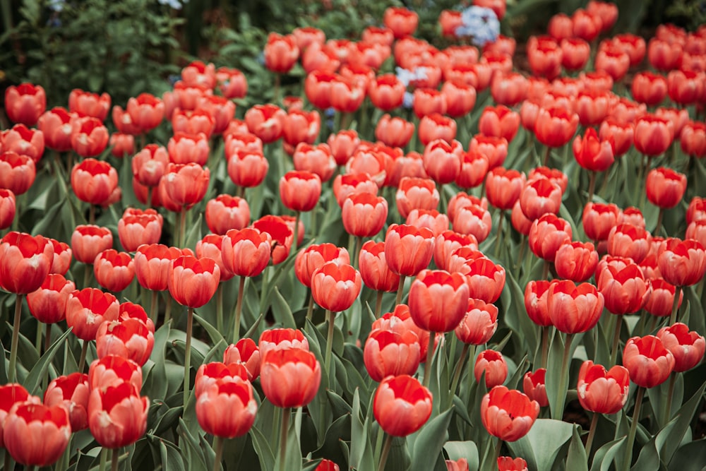a field of red tulips in a garden