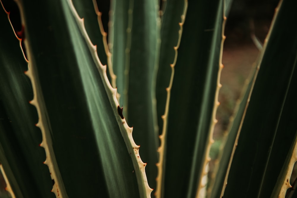 a close up of a large green plant