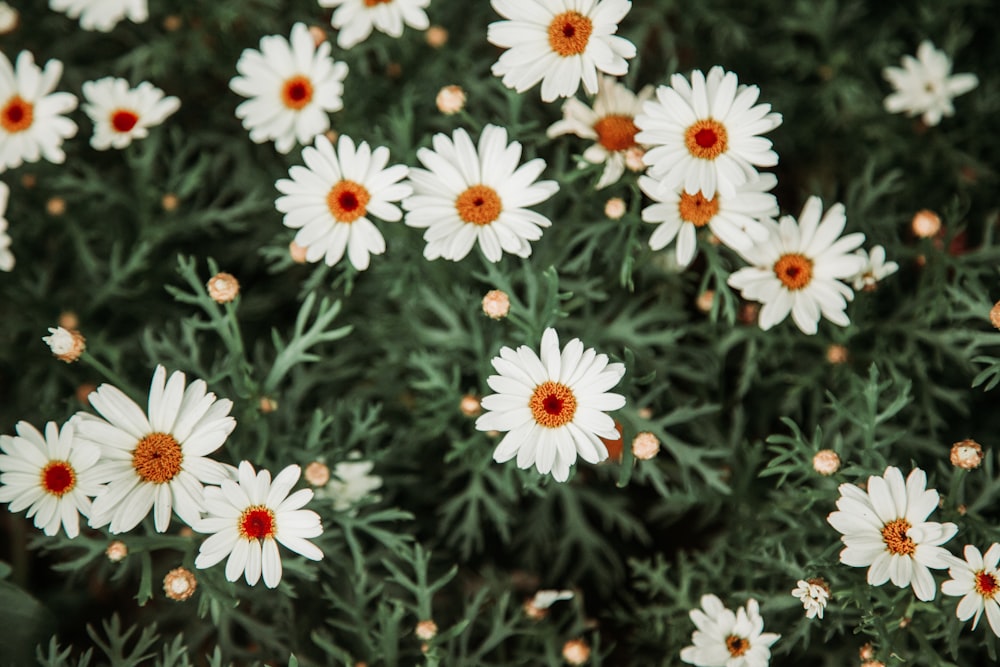 a bunch of white flowers with orange centers