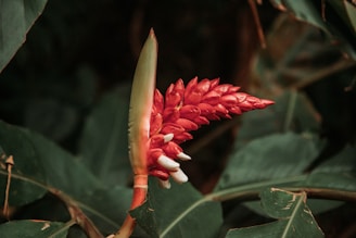 A bright red ginger flower stands out against a backdrop of lush green leaves. The flower has a pointed, cone-like structure with tightly packed bracts and small white accents emerging from its side.