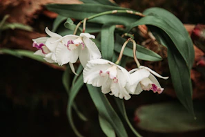 Ivory orchids cascading gracefully against a muted sage background