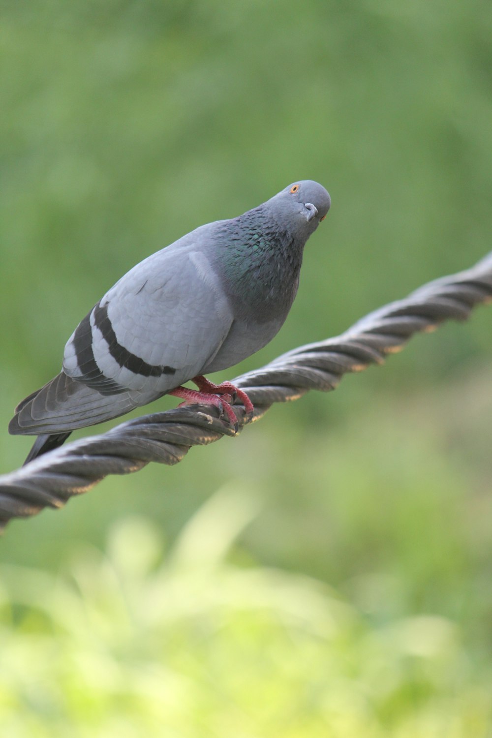 a pigeon sitting on a rope in a field