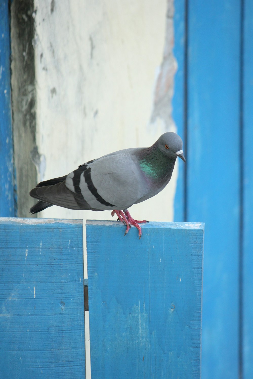a pigeon is perched on a blue fence
