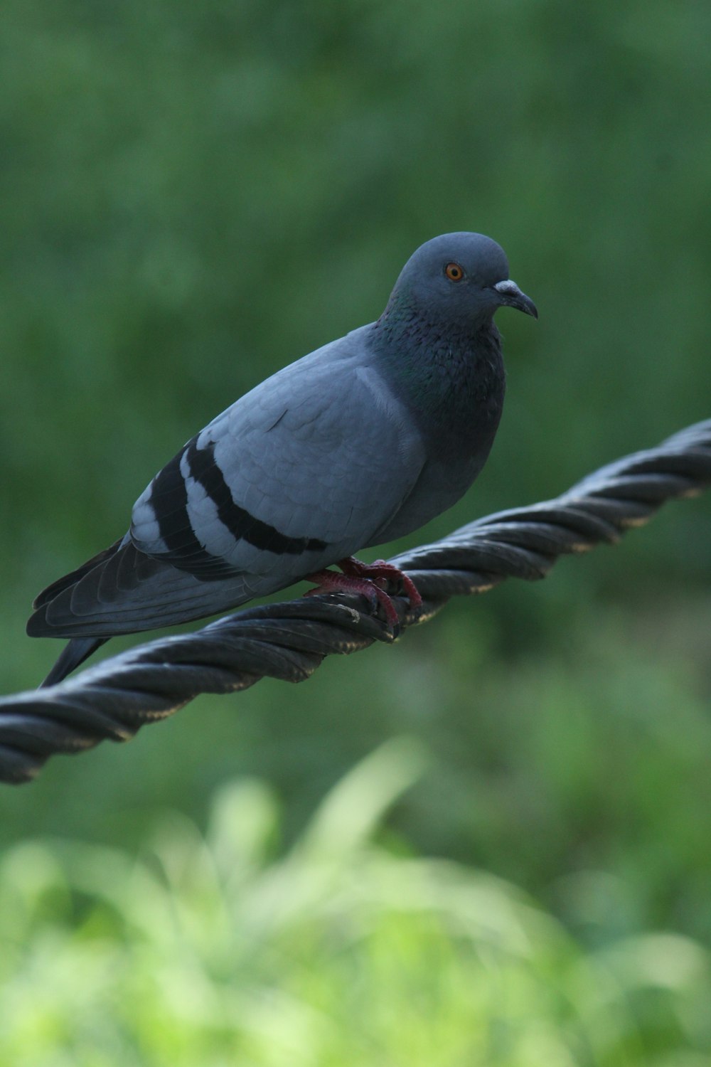 a pigeon sitting on a rope in front of a green background