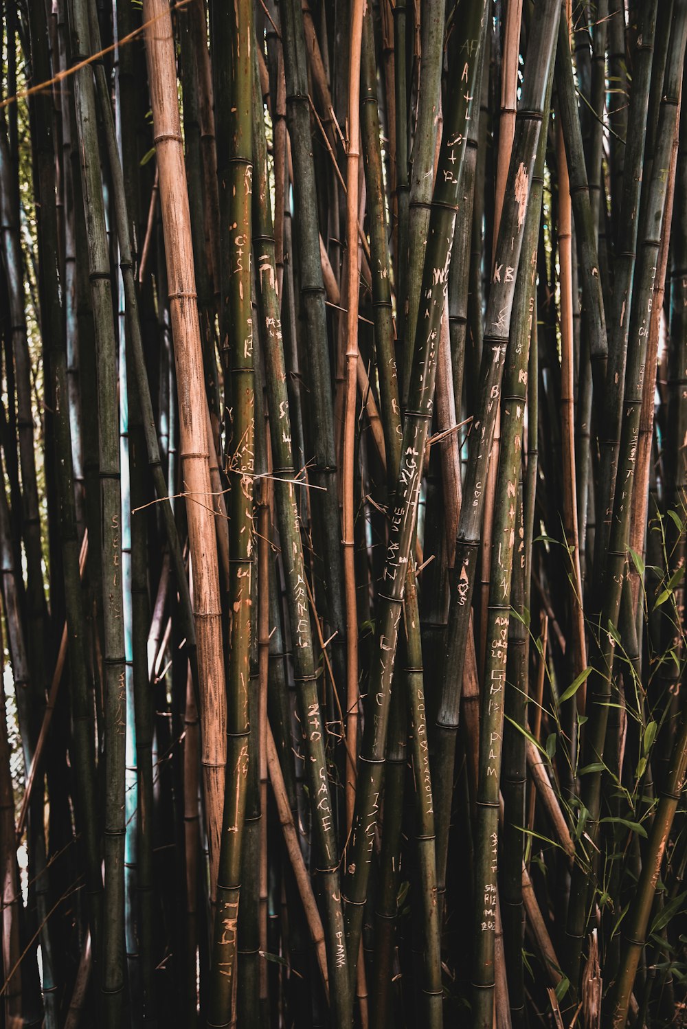 a bunch of bamboo sticks that are in the water