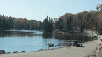 a car parked on the side of a road next to a lake